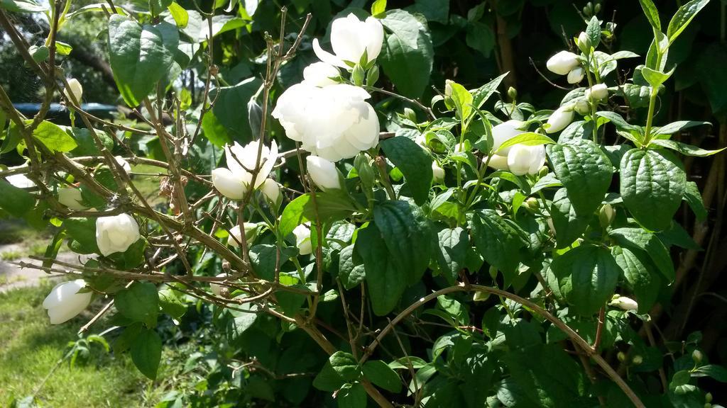Groningen Buiten B&B Zuidhorn מראה חיצוני תמונה