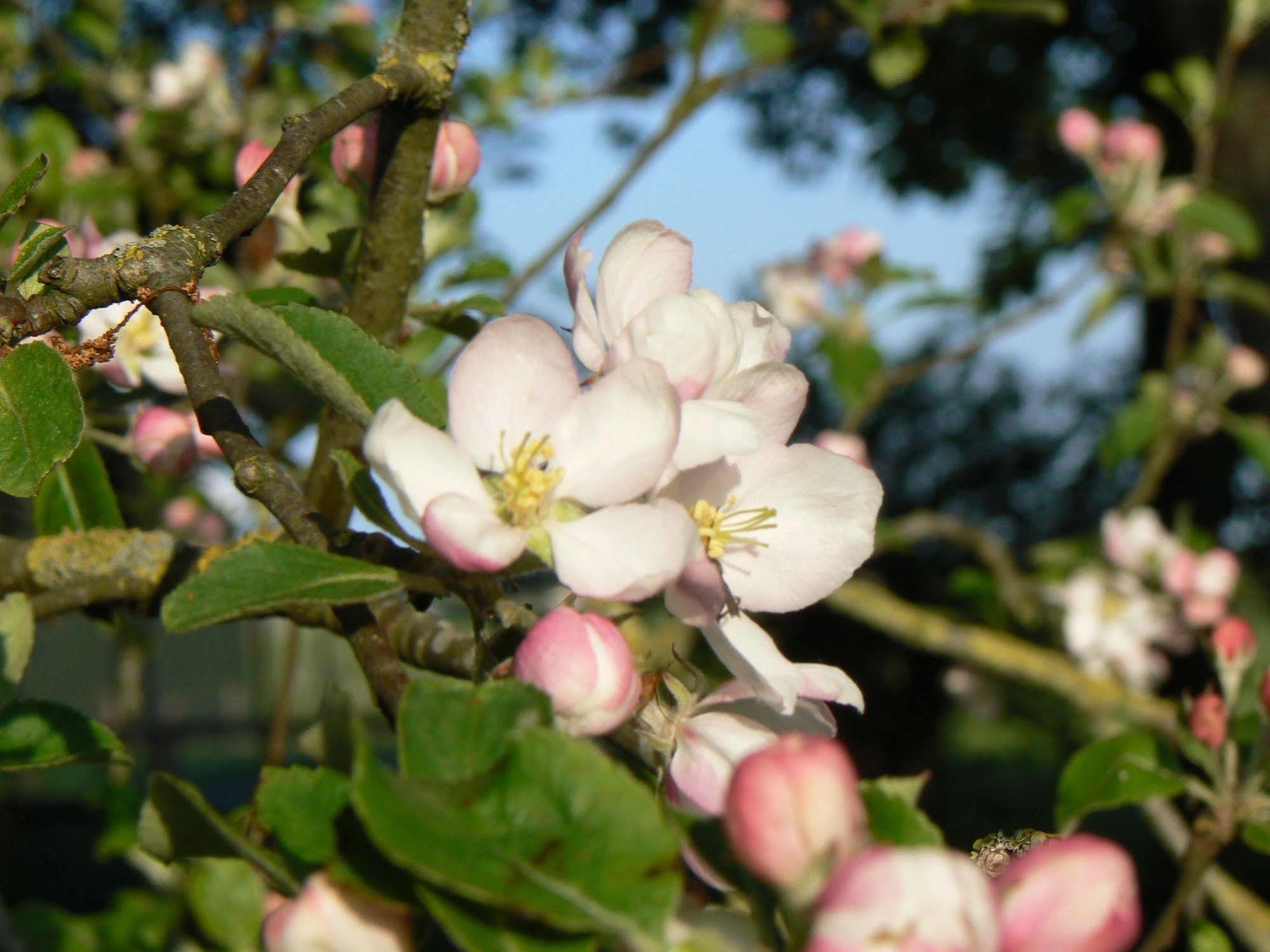 Groningen Buiten B&B Zuidhorn מראה חיצוני תמונה