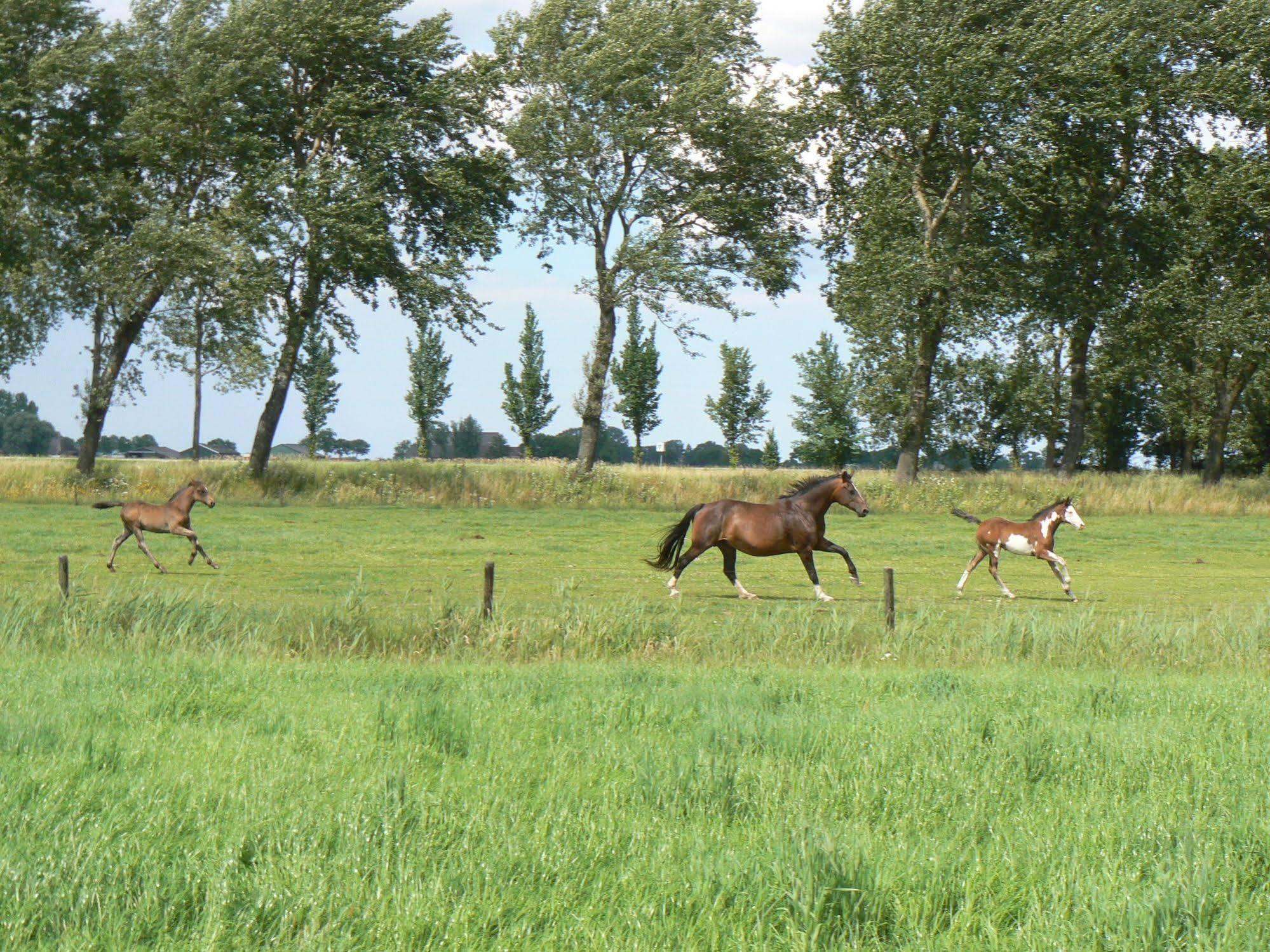 Groningen Buiten B&B Zuidhorn מראה חיצוני תמונה